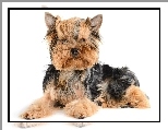 Yorkshire, Terrier